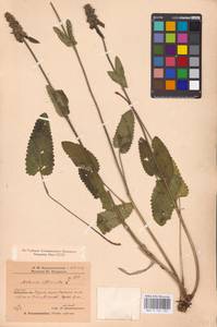 MHA 0 154 783, Betonica officinalis L., Eastern Europe, Eastern region (E10) (Russia)