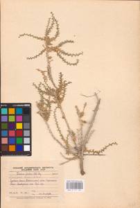 Kalidium foliatum (Pall.) Moq., Middle Asia, Caspian Ustyurt & Northern Aralia (M8) (Kazakhstan)