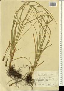 Carex polyphylla Kar. & Kir., Caucasus, Black Sea Shore (from Novorossiysk to Adler) (K3) (Russia)