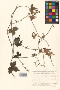 Aconitum alboviolaceum Kom., Siberia, Russian Far East (S6) (Russia)