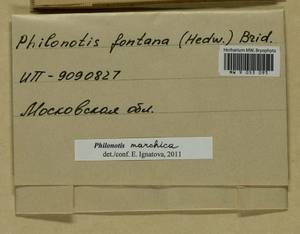 Philonotis marchica (Hedw.) Brid., Bryophytes, Bryophytes - Moscow City & Moscow Oblast (B6a) (Russia)