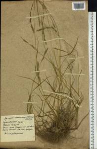 Elymus macrourus (Turcz.) Tzvelev, Siberia, Central Siberia (S3) (Russia)