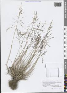 Puccinellia hauptiana (V.I.Krecz.) Kitag., Eastern Europe, Volga-Kama region (E7) (Russia)