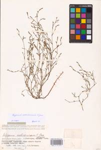 Polygonum aschersonianum H. Gross, Eastern Europe, Lower Volga region (E9) (Russia)