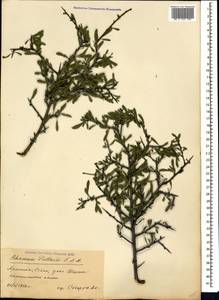 Rhamnus erythroxyloides subsp. erythroxyloides, Caucasus, Armenia (K5) (Armenia)