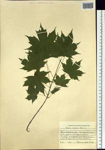 Acer pictum subsp. mono (Maxim.) H. Ohashi, Siberia, Russian Far East (S6) (Russia)