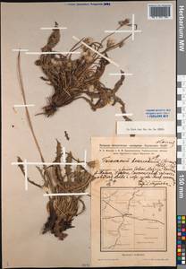 Taraxacum bessarabicum (Hornem.) Hand.-Mazz., Siberia, Western Siberia (S1) (Russia)