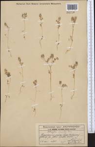 Astragalus sesamoides Boiss., Middle Asia, Western Tian Shan & Karatau (M3) (Kazakhstan)