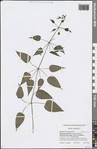 Rubia cordifolia L., Siberia, Russian Far East (S6) (Russia)