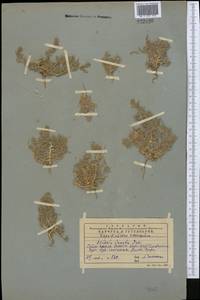 Climacoptera, Middle Asia, Western Tian Shan & Karatau (M3) (Kazakhstan)