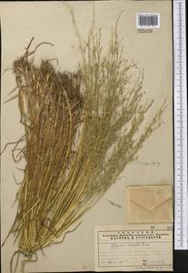 Glyceria notata Chevall., Middle Asia, Northern & Central Tian Shan (M4) (Kyrgyzstan)