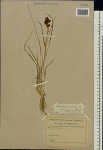 Scheuchzeria palustris L., Eastern Europe, North-Western region (E2) (Russia)