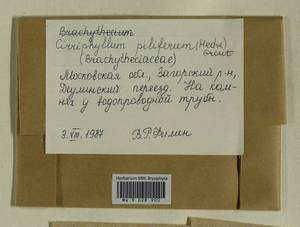 Cirriphyllum piliferum (Hedw.) Grout, Bryophytes, Bryophytes - Moscow City & Moscow Oblast (B6a) (Russia)