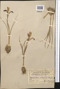 Iris kolpakowskiana Regel, Middle Asia, Western Tian Shan & Karatau (M3) (Kazakhstan)