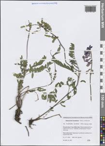 Hedysarum inundatum Turcz., Siberia, Yakutia (S5) (Russia)