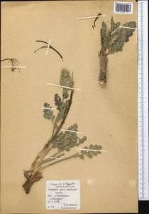 Fergania polyantha (Korov.) M.G. Pimenov, Middle Asia, Pamir & Pamiro-Alai (M2) (Kyrgyzstan)