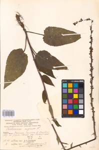 MHA 0 158 950, Verbascum nigrum L., Eastern Europe, West Ukrainian region (E13) (Ukraine)