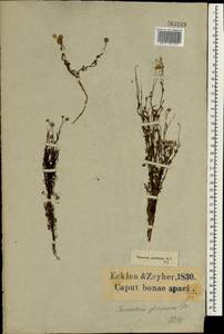 Oncosiphon piluliferum (L. fil.) M. Källersjö, Africa (AFR) (South Africa)