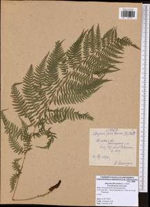 Athyrium filix-femina, Eastern Europe, Central region (E4) (Russia)
