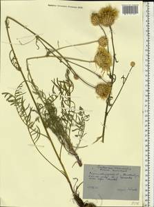 Centaurea orientalis L., Eastern Europe, North Ukrainian region (E11) (Ukraine)