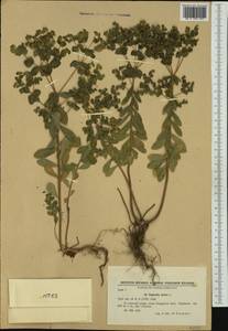 Euphorbia stricta L., Western Europe (EUR) (Bulgaria)