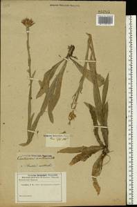 Centaurea triumfettii subsp. axillaris (Willd. ex Celak.) Stef. & T. Georgiev, Eastern Europe, Rostov Oblast (E12a) (Russia)