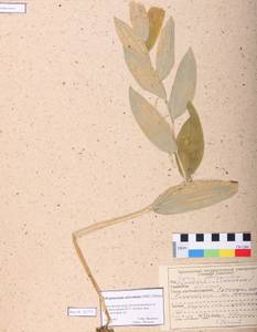 Polygonatum odoratum (Mill.) Druce, Siberia, Central Siberia (S3) (Russia)
