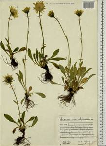 Hieracium alpinum L., Eastern Europe, Northern region (E1) (Russia)