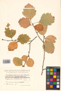 Crataegus maximowiczii C. K. Schneid., Siberia, Russian Far East (S6) (Russia)