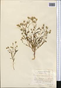 Senecio subdentatus Ledeb., Middle Asia, Karakum (M6) (Turkmenistan)