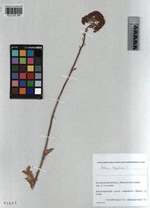 KUZ 003 364, Hylotelephium telephium subsp. telephium, Siberia, Altai & Sayany Mountains (S2) (Russia)