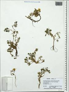 Potentilla acaulis L., Siberia, Baikal & Transbaikal region (S4) (Russia)