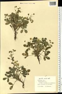 Potentilla cinerea subsp. incana (G. Gaertn., B. Mey. & Scherb.) Asch., Eastern Europe, Central region (E4) (Russia)