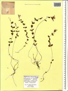 Hypericum nummularioides Trautv., Caucasus, Krasnodar Krai & Adygea (K1a) (Russia)