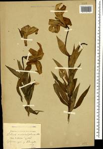 Lilium monadelphum M.Bieb., Caucasus, Krasnodar Krai & Adygea (K1a) (Russia)