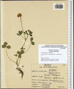 Trifolium hybridum L., Eastern Europe, Central region (E4) (Russia)