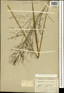Glyceria arundinacea Kunth, Caucasus, Krasnodar Krai & Adygea (K1a) (Russia)