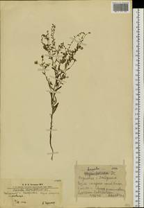 Hackelia thymifolia (A. DC.) I. M. Johnst., Siberia, Altai & Sayany Mountains (S2) (Russia)