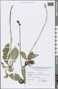 Micranthes hieraciifolia (Waldst. & Kit.) Haw., Siberia, Chukotka & Kamchatka (S7) (Russia)