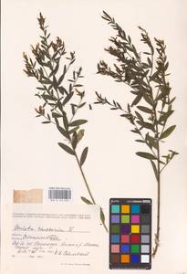 Genista tinctoria L., Eastern Europe, West Ukrainian region (E13) (Ukraine)