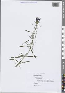 Dracocephalum ruyschiana L., Eastern Europe, Moscow region (E4a) (Russia)