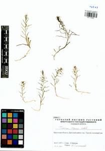 Thesium repens Ledeb., Siberia, Baikal & Transbaikal region (S4) (Russia)