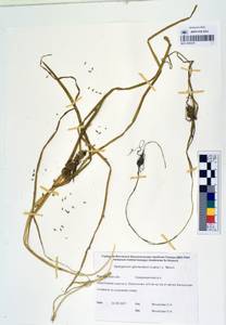 MAG 0003279, Sparganium glomeratum (Laest. ex Beurl.) Beurl., Siberia, Chukotka & Kamchatka (S7) (Russia)