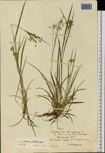 Luzula pallescens Sw., Eastern Europe, Moscow region (E4a) (Russia)