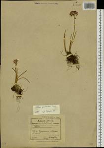 Allium prostratum Trevir., Siberia, Baikal & Transbaikal region (S4) (Russia)