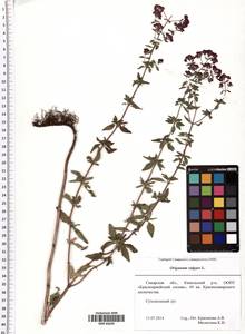 Origanum vulgare L., Eastern Europe, Middle Volga region (E8) (Russia)