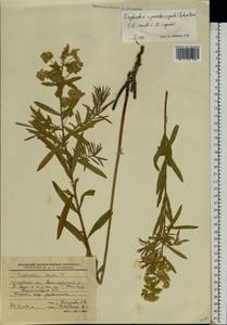 Euphorbia saratoi Ardoino, Eastern Europe, Moscow region (E4a) (Russia)