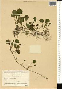 Viola odorata L., Caucasus, Stavropol Krai, Karachay-Cherkessia & Kabardino-Balkaria (K1b) (Russia)