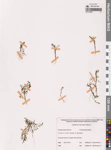 Callitriche hermaphroditica L., Siberia, Chukotka & Kamchatka (S7) (Russia)