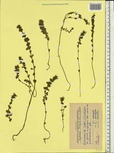 Euphrasia ×vernalis List, Eastern Europe, Northern region (E1) (Russia)